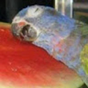 Meet your Posher, Greg